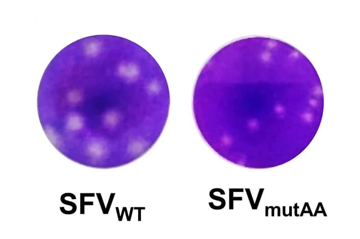 Open access visualization of Photo, Plaque Morphology, Vero Cells, SFVWT, SFVmutAA