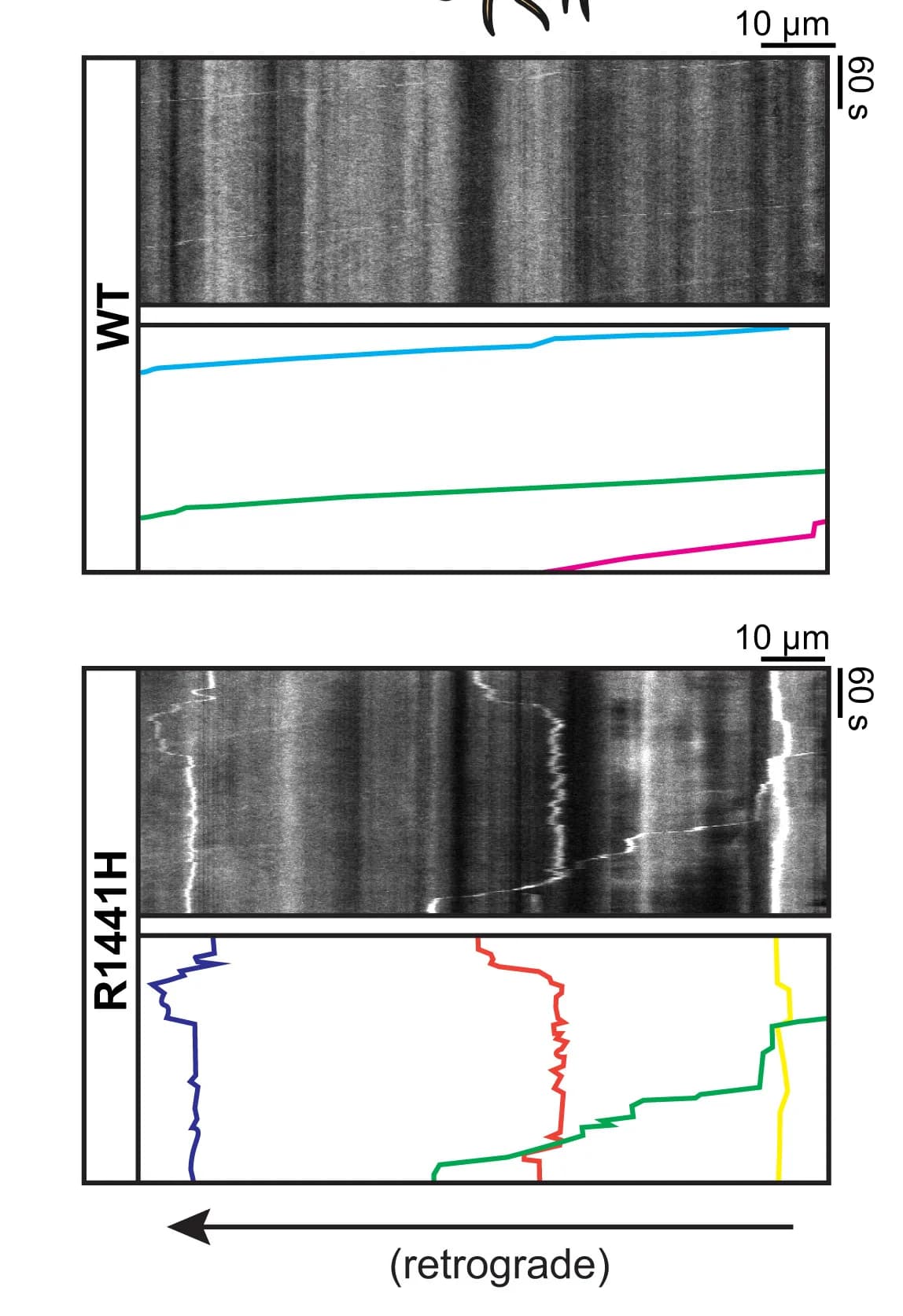 Open access visualization of Line Plot, Microscopy, Kymographs, EGFP-LC3+ vesicles, iNeurons