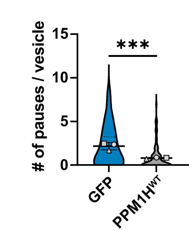 Open access visualization of Violin Plot, Pause Number, Motile AVs, iNeurons, GFP