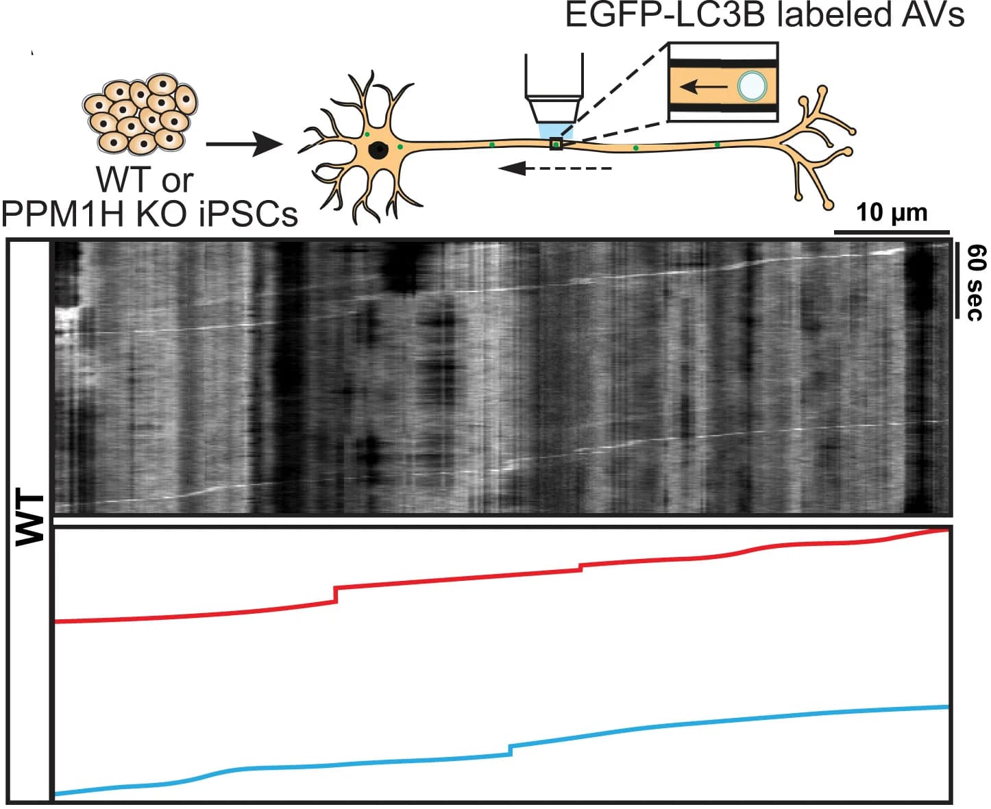 Open access visualization of Line Plot, Microscopy, Kymographs, Axonal Vesicles, EGFP-LC3+ Vesicles