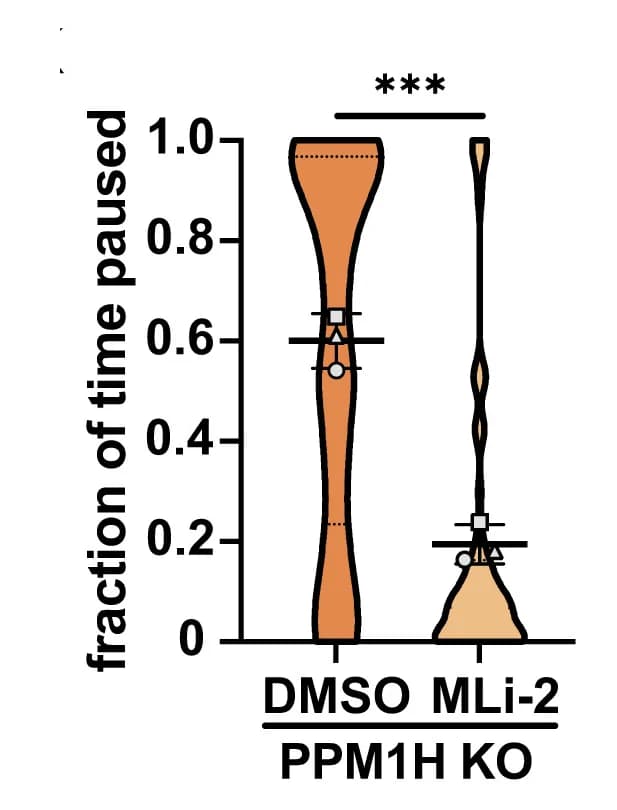Open access visualization of Violin Plot, Fraction of Time Paused, AVs, PPM1H KO iNeurons, DMSO