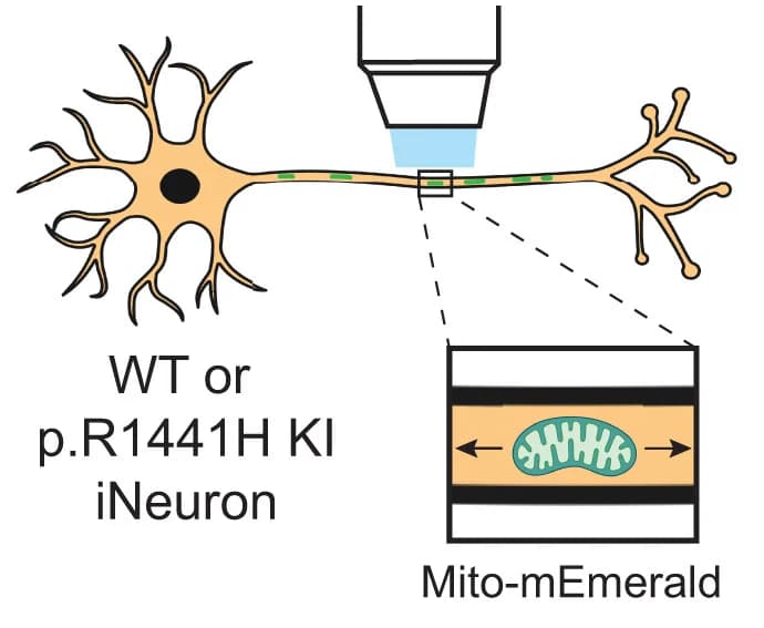Open access visualization of Illustration, Kymographs, Axonal Mitochondria, Mito-mEmerald, WT