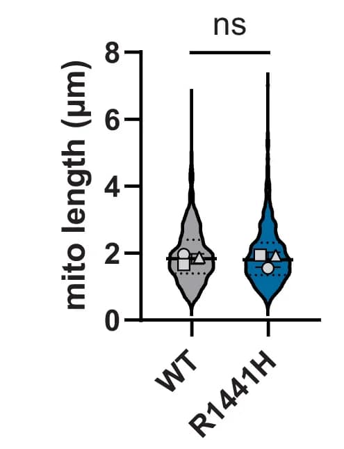 Open access visualization of Violin Plot, Axon Density, Mitochondria Length, WT, p.R1441H KI iNeurons
