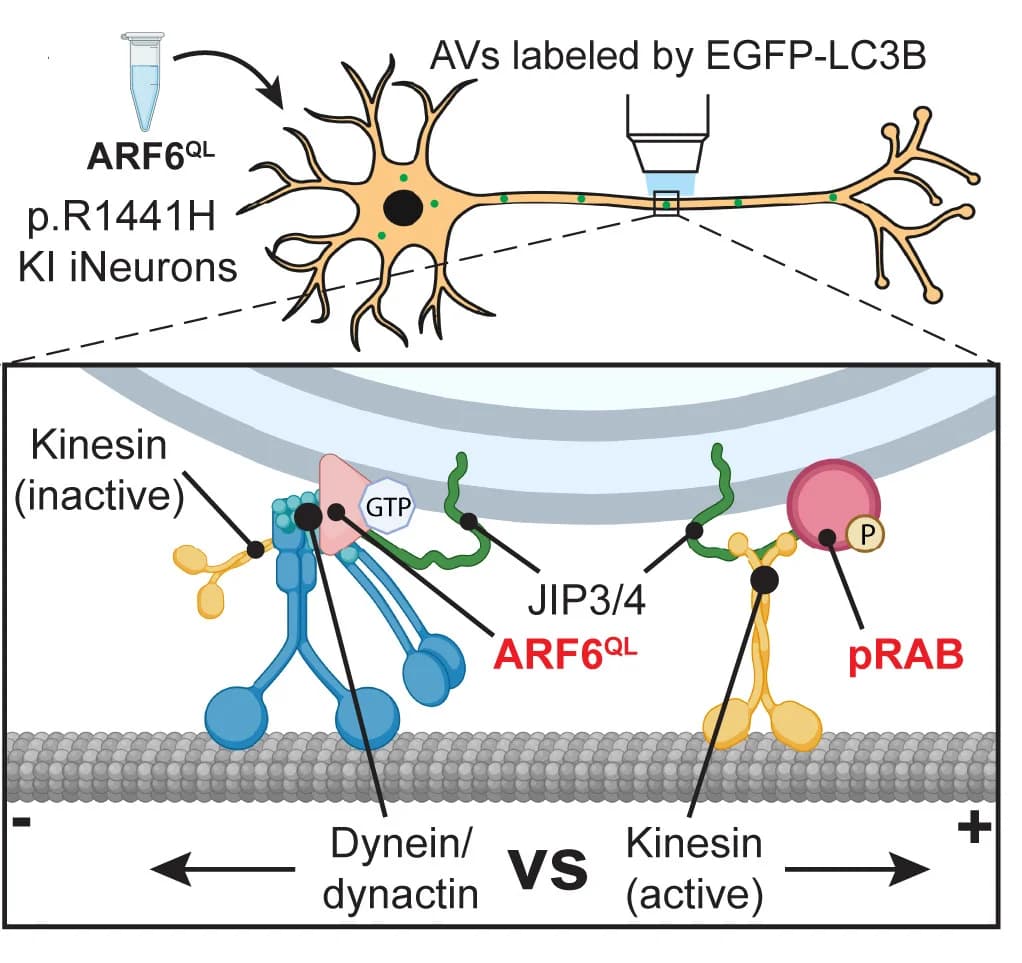 Open access visualization of Illustration, Workflow, Kymographs, EGFP-LC3 Vesicles, Axonal Transport