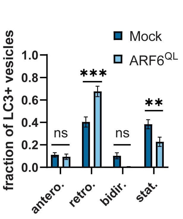 Open access visualization of Clustered, Error Bars, Bar Plot, AV Directionality, Neurons
