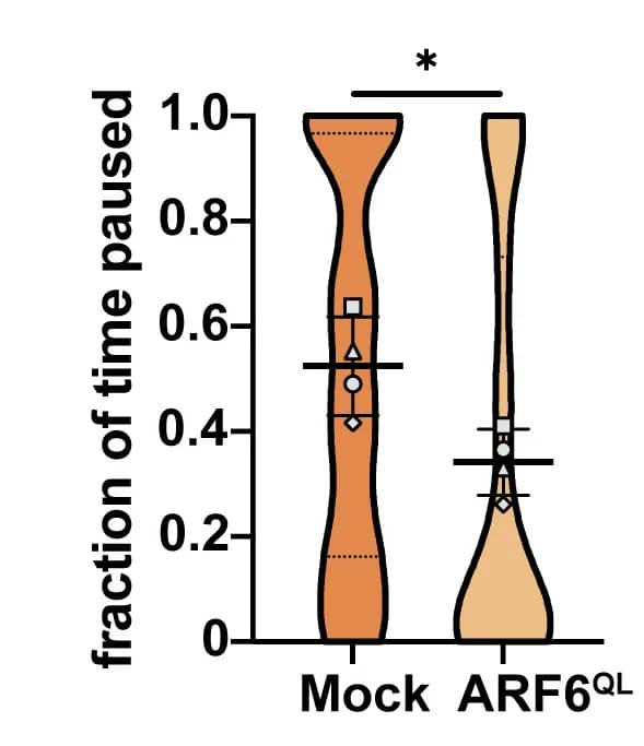 Open access visualization of Violin Plot, Fraction of Time Paused, Autophagic Vacuoles, PPM1H KO iNeurons, CFP