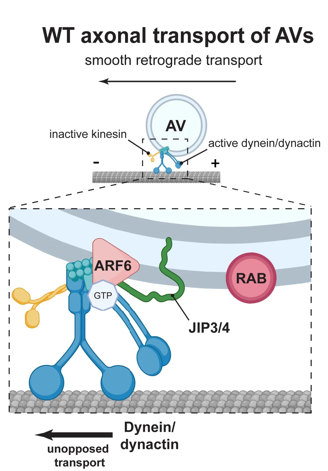 Open access visualization of Illustration, Workflow, Model, ARF6, pRABs