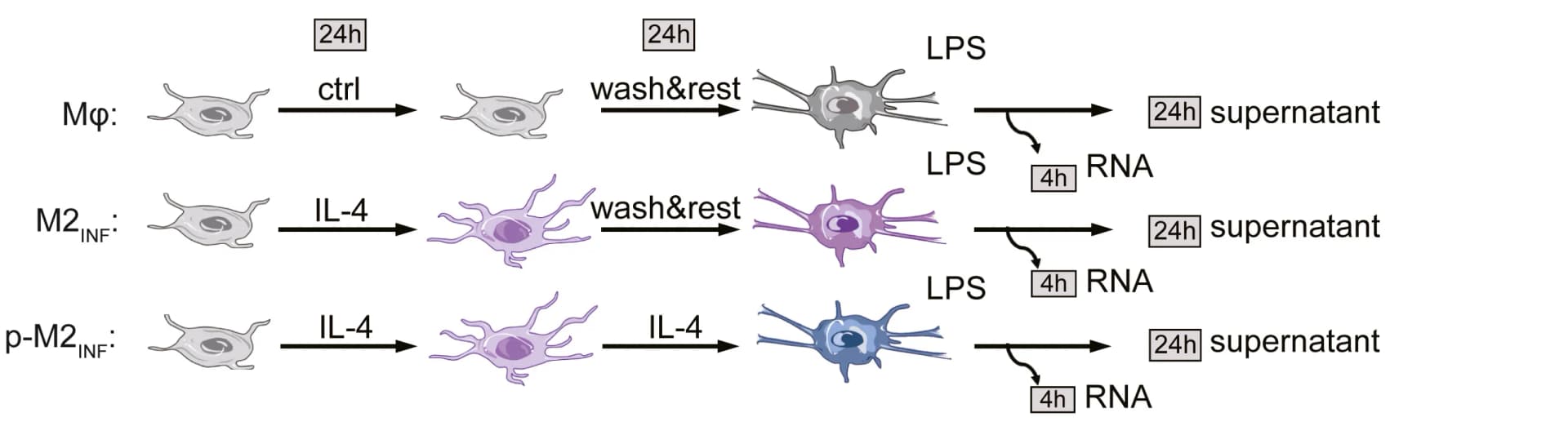 Open access visualization of Workflow, Illustration, Experimental Setup, IL-4 Stimulation