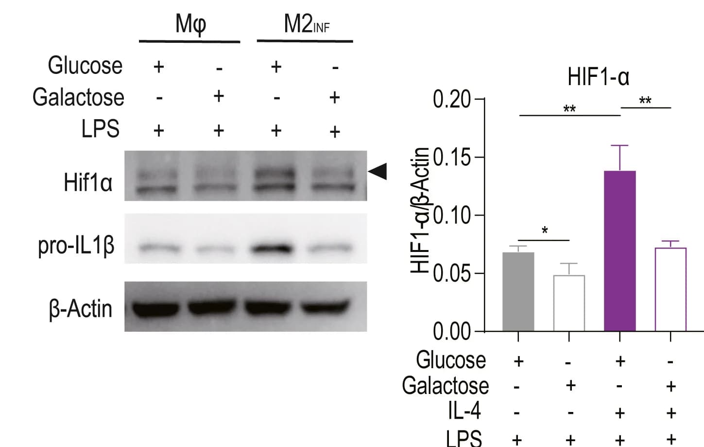 Open access visualization of Bar Plot, Error Bars, Gel, Photo, M2INFmacrophages