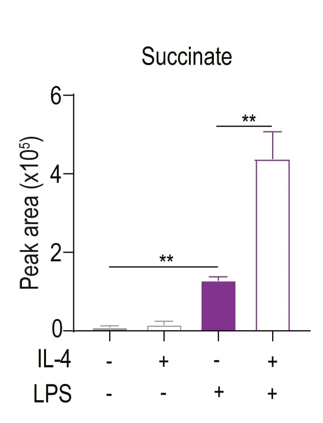 Open access visualization of Bar Plot, Error Bars, Succinate, LC-MS, M2INFmacrophages