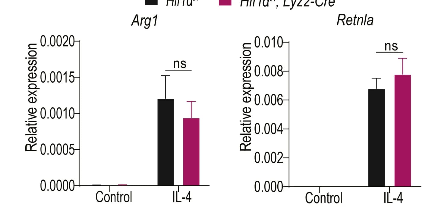 Open access visualization of Bar Plot, Error Bars, Clustered, Wild-type, Hif-1alpha MKO