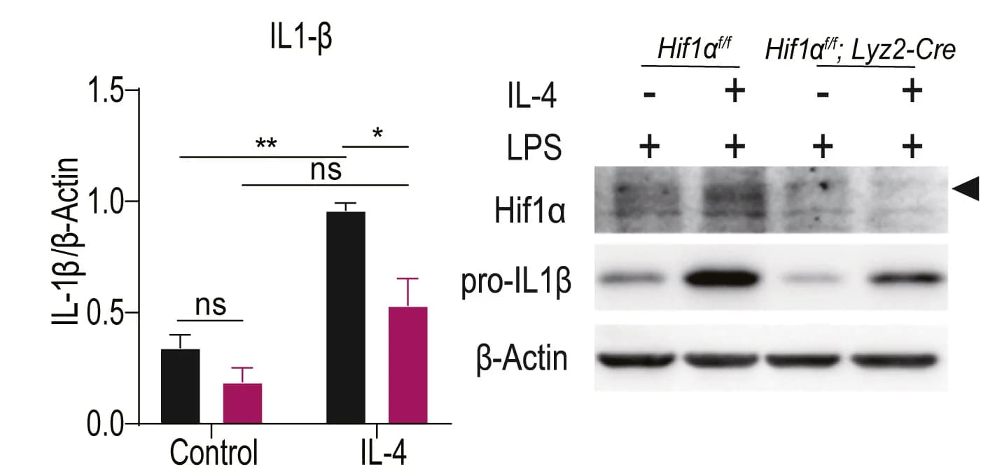 Open access visualization of Bar Plot, Error Bars, Gel, M2INFmacrophages, Wild-type