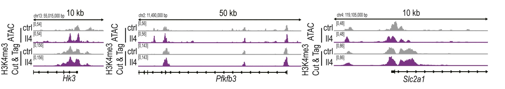 Open access visualization of Line Plot, Density Plot, ATAC-seq, H3K4me3 Cut&Tag, Glycolysis Genes
