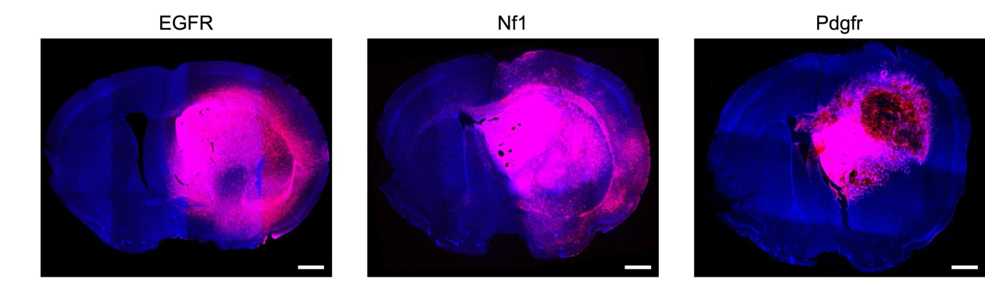 Open access visualization of Microscopy, Fluorescence Images, Tumors, Genotype, DAPI