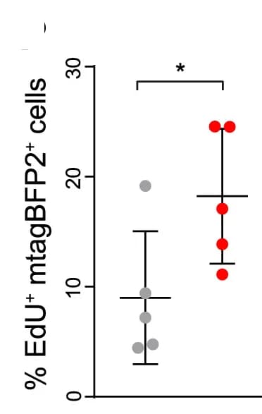 Open access visualization of Scatter Plot, Error Bars, Immunofluorescence, Student’s t Test