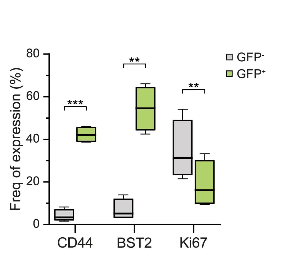 Open access visualization of Box Plot, BST2, CD44, Ki67, H2B-GFP