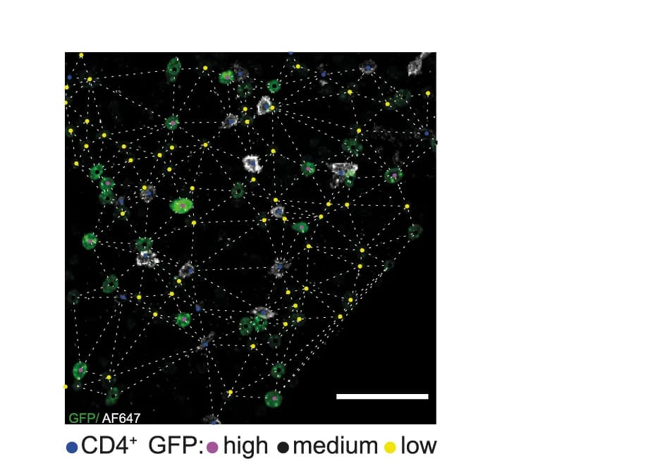 Open access visualization of Microscopy, Network, Cell Detection, Cell Classification, Delaunay Triangulation