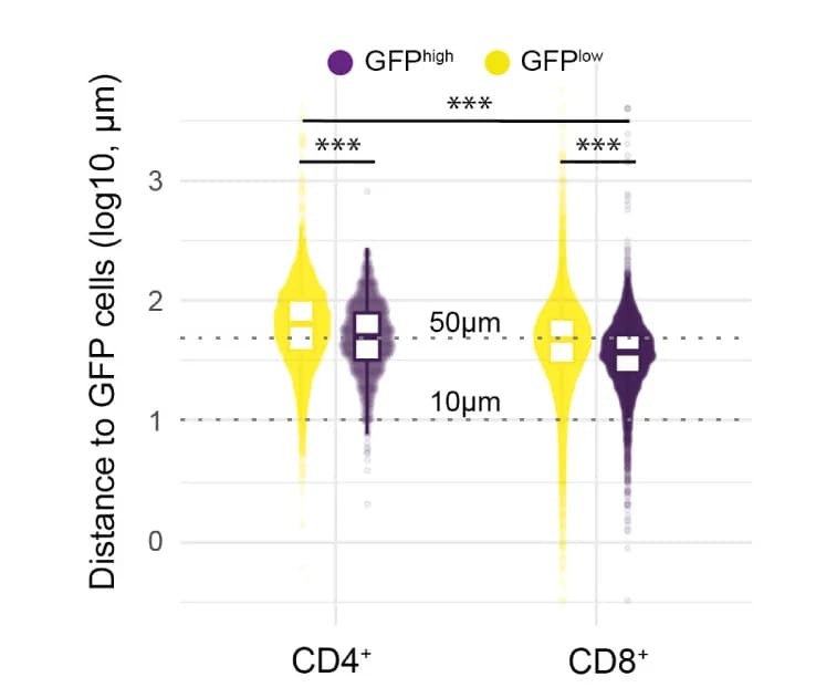 Open access visualization of Violin Plot, Box Plot, Distances Quantification, H2B-GFPhigh Tumor Cells, H2B-GFPlow Tumor Cells