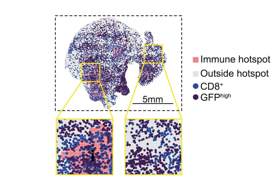 Open access visualization of Scatter Plot, Geo Map, Schematic Representation, CD8 T Cells, H2B-GFPhigh Cells
