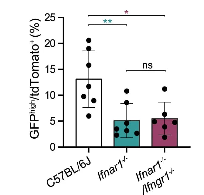 Open access visualization of Bar Plot, Error Bars, FC Analysis, H2B-GFPhigh LRC, EGFR-H2B-GFP Tumors