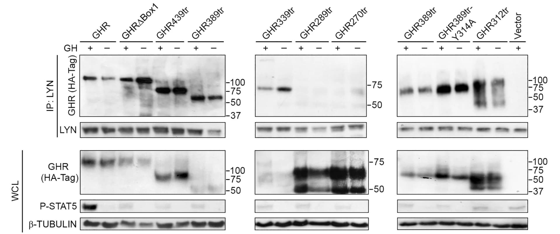 Open access visualization of Gel, Co-immunoprecipitation, HEK293T cells, LYN, WT GHR