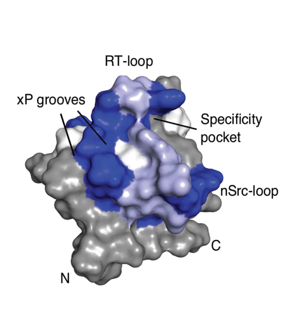 Open access visualization of Protein Structure, Binding Residues, LYN3, Protein Surface