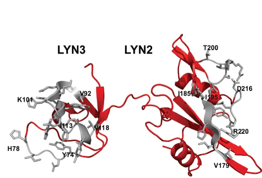 Open access visualization of Protein Structure, Model Structure, LYN32, CG Simulation