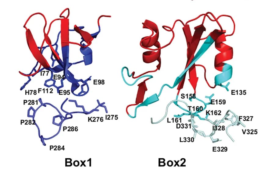 Open access visualization of Protein Structure, Protein Interface, LYN3, LYN2