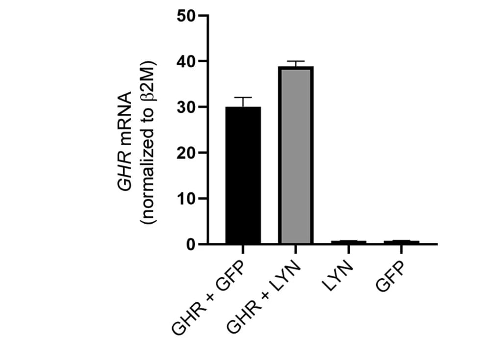 Open access visualization of Bar Plot, Error Bars, Transcript Analysis, GHR mRNA, LYN
