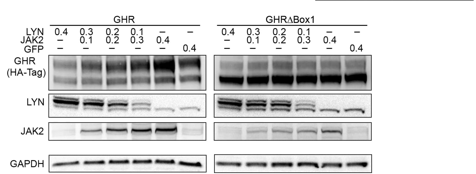 Open access visualization of Gel, Immunoblot, GHR, HEK293 Cells, WT GHR