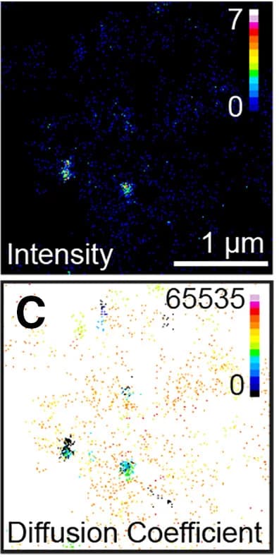 Open access visualization of Microscopy, HEK293 Cell, TIRF Image, Diffusion Coefficient, Trajectory Maps