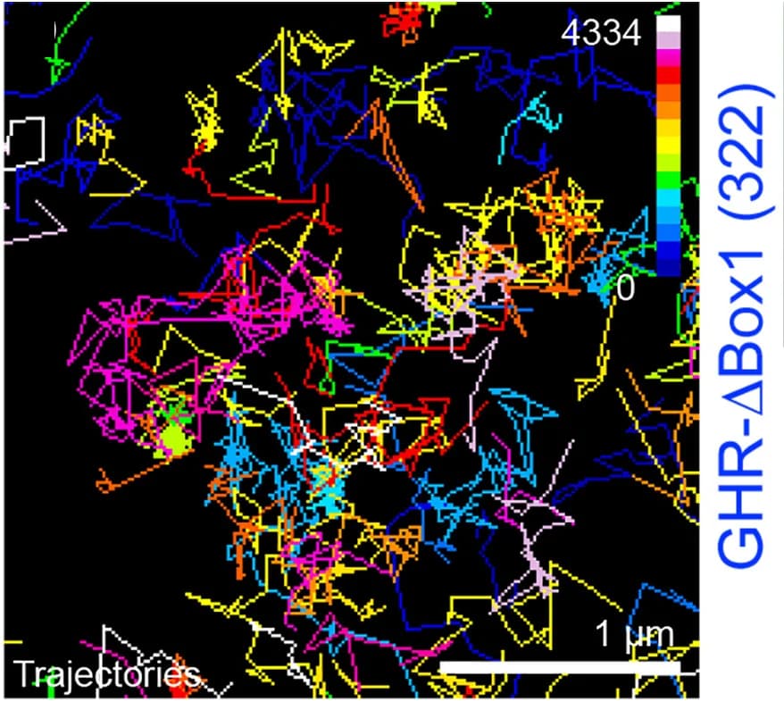 Open access visualization of Line Plot, HEK293 Cell, TIRF Image, Diffusion Coefficient, Trajectory Maps