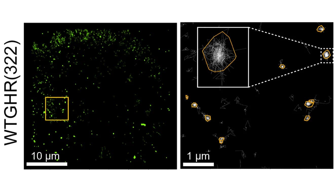 Open access visualization of Microscopy, Nanocluster Image, GHR-WT(322)-mEOS2, Trajectory Clustering