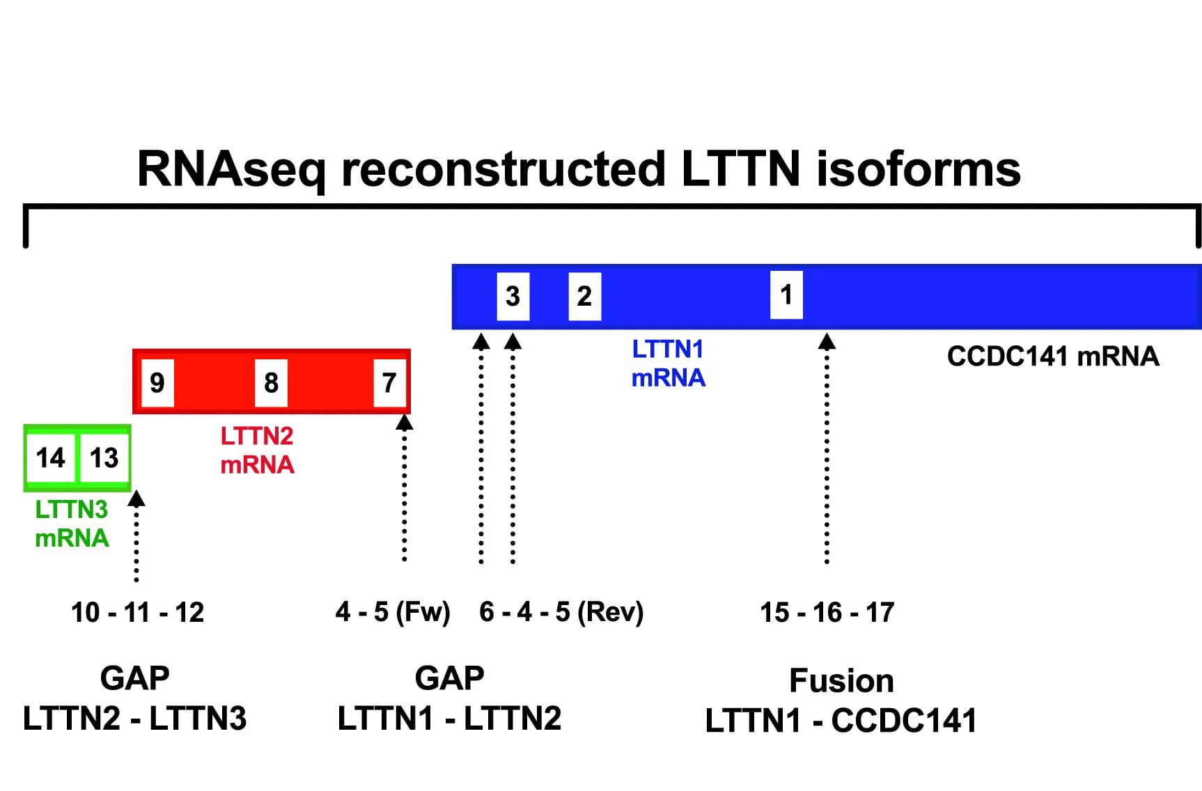 Open access visualization of Illustration, Workflow, T Lymphocytes, TTN Transcripts, RNA-seq
