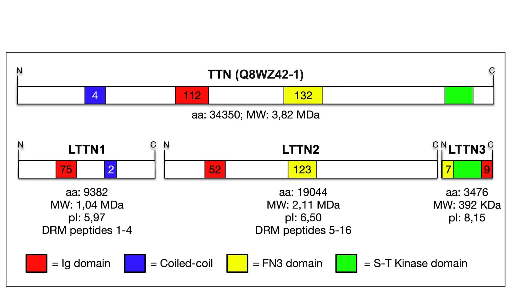 Open access visualization of Illustration, TTN Protein Isoforms, T Lymphocytes, Muscle Isoform, Amino Acids