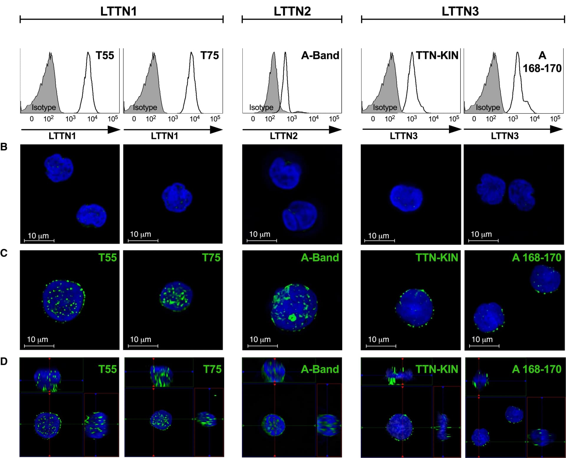 Open access visualization of Microscopy, Line Plot, TTN Isoform, T Lymphocytes, Antibodies