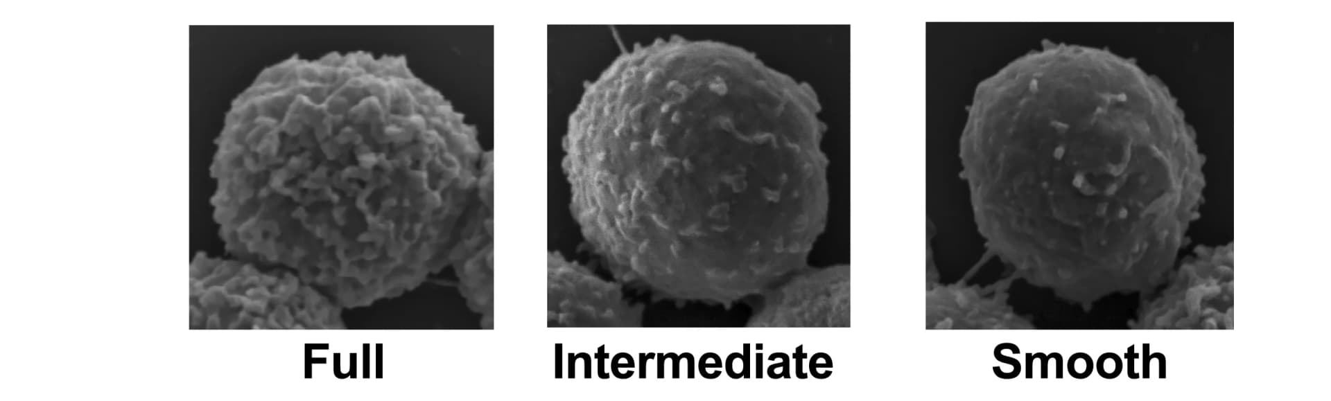 Open access visualization of Microscopy, SEM Images, T Lymphocytes, Cell Morphology
