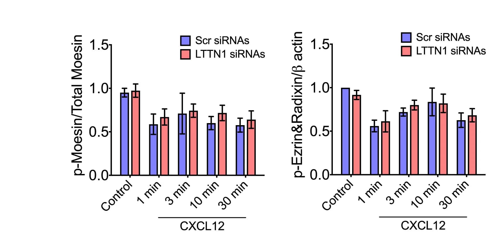 Open access visualization of Bar Plot, Error Bars, Clustered, Immunoreactive Bands, p-Moesin