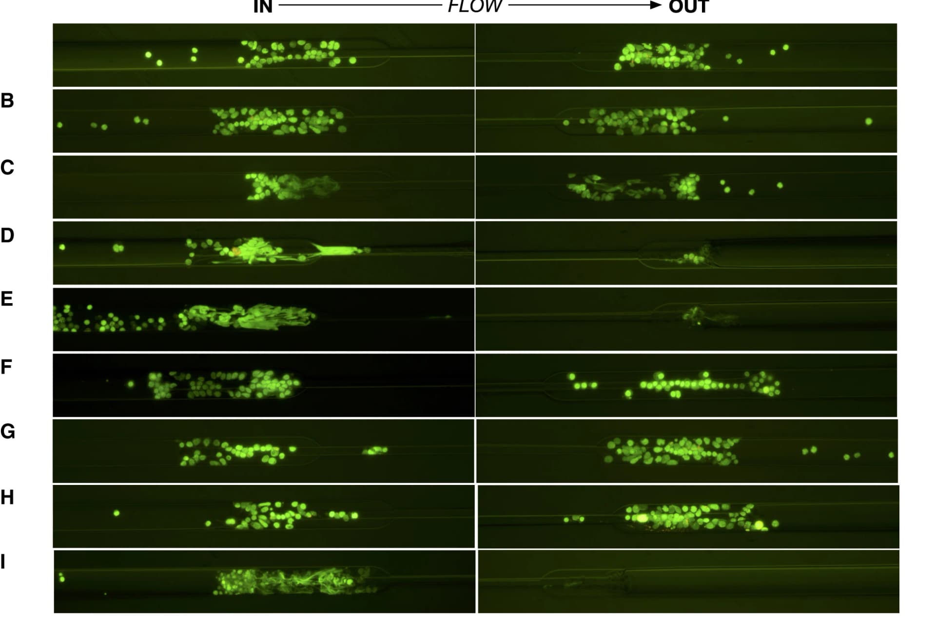 Open access visualization of Microscopy, Fluorescence Microscopy, Microfluidic Device, Cell Deformability, Flow Conditions