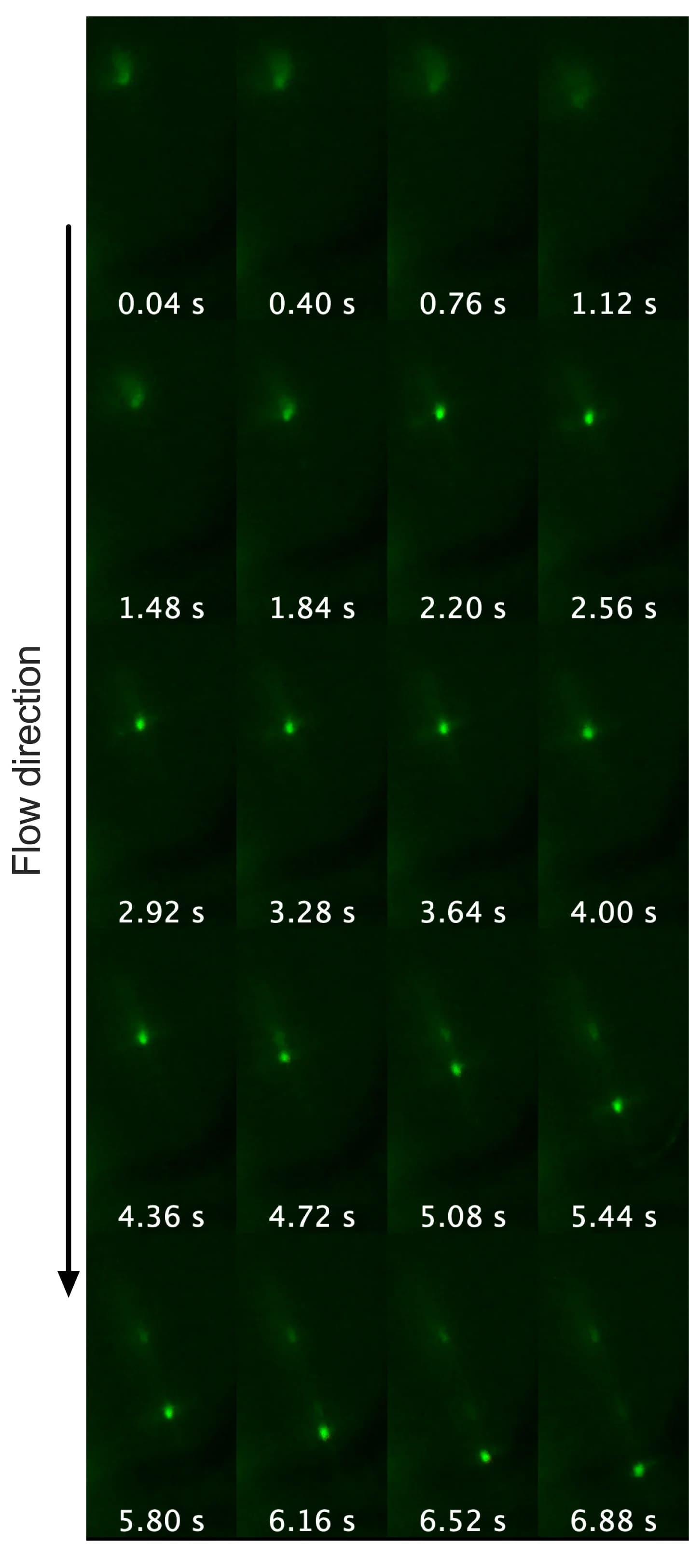 Open access visualization of Microscopy, Fluorescence Microscopy, AO-labeled, LTTN1-silenced, T Lymphocyte