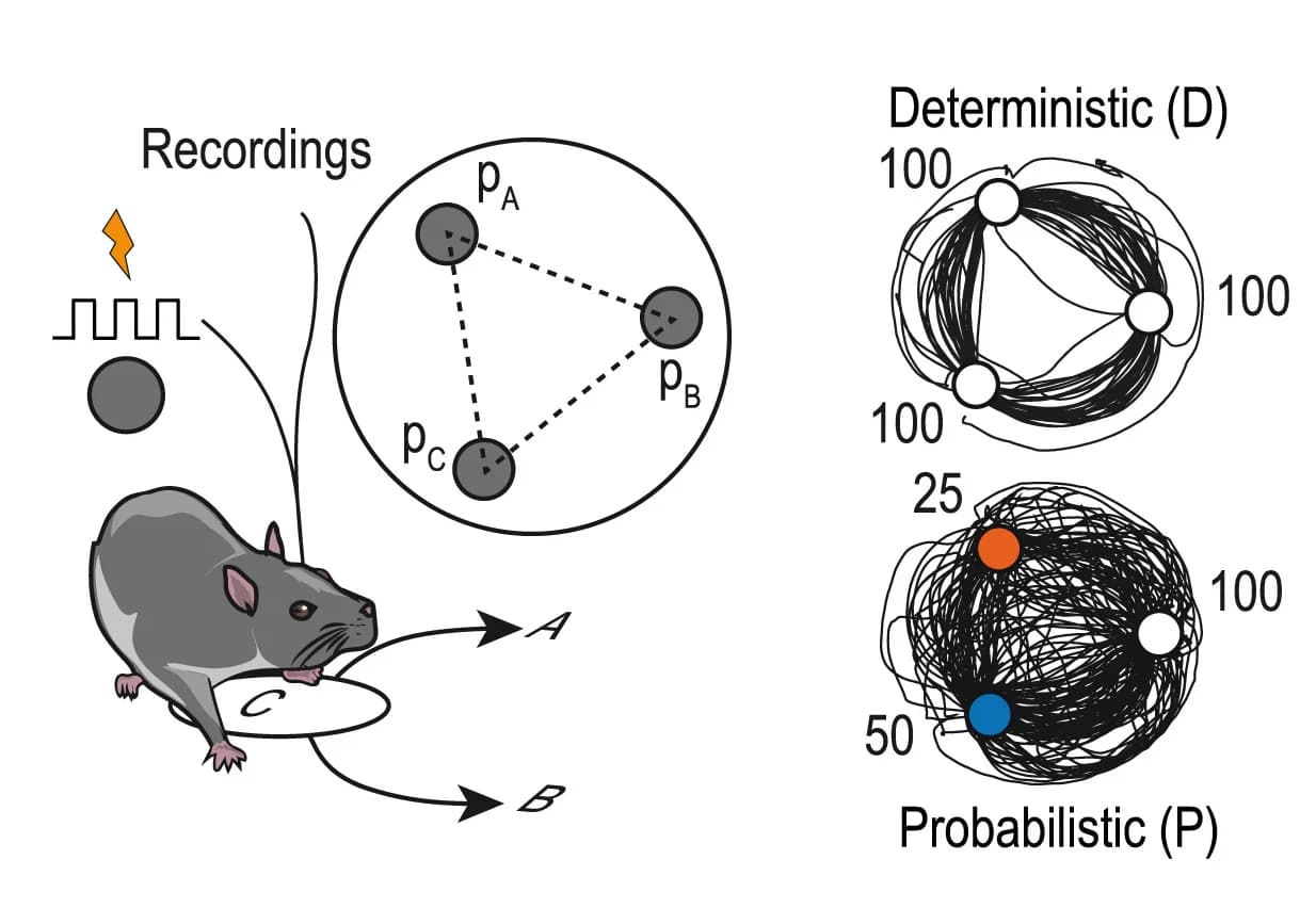 Open access visualization of Workflow, Illustration, Network, Task Design, Intracranial Self-Stimulation