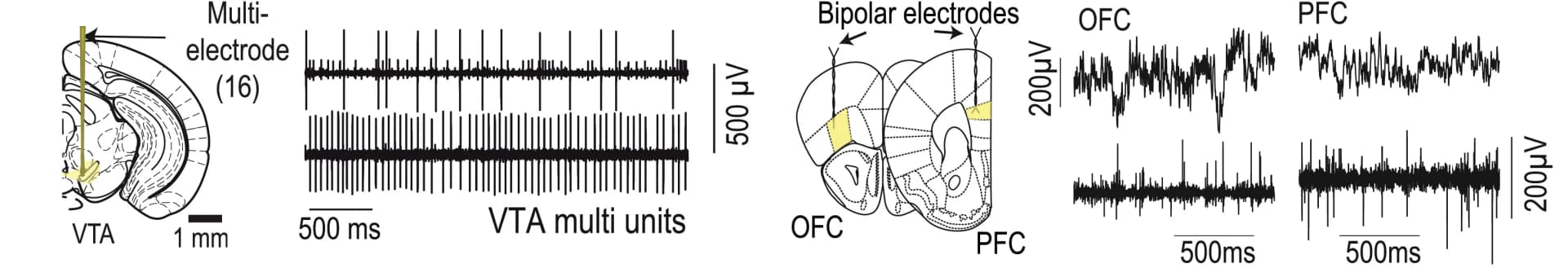 Open access visualization of Line Plot, Extracellular Recordings, VTA, OFC, PFC