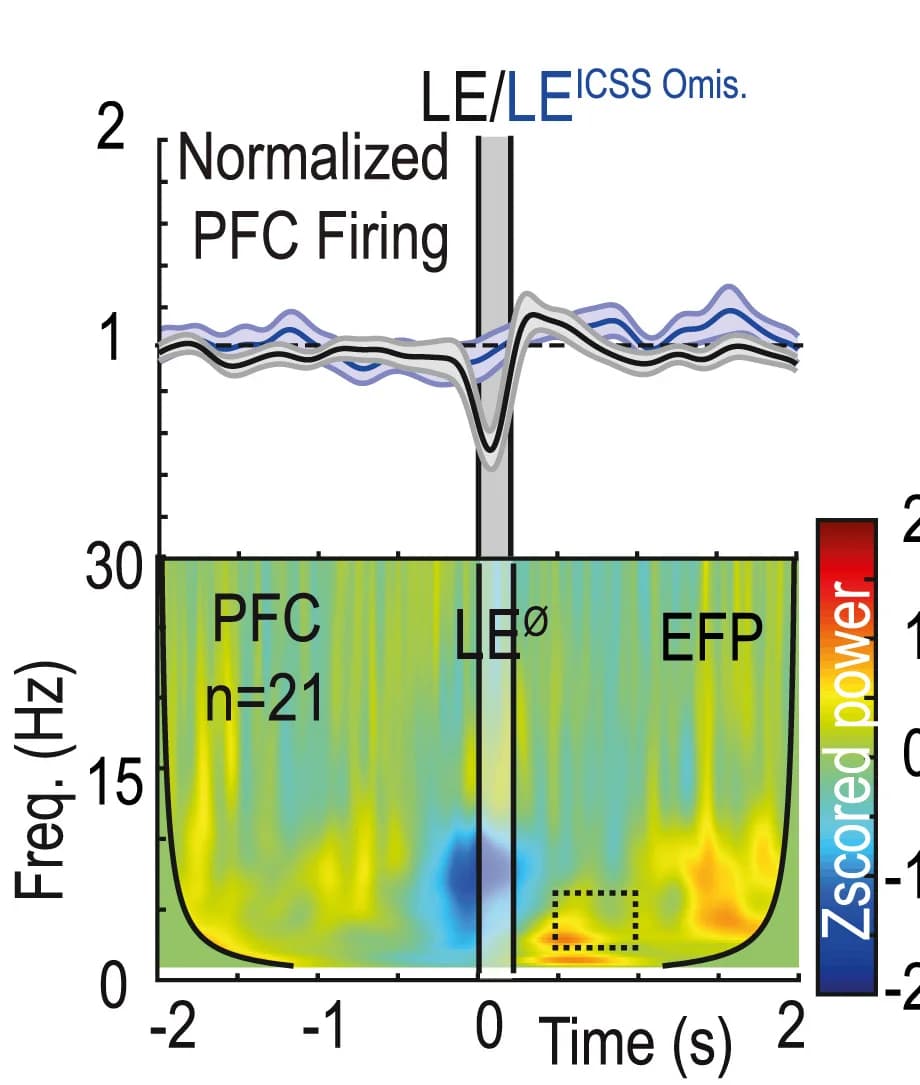 Open access visualization of Heatmap, Line Plot, Error Bars, Firing Frequency, PFC