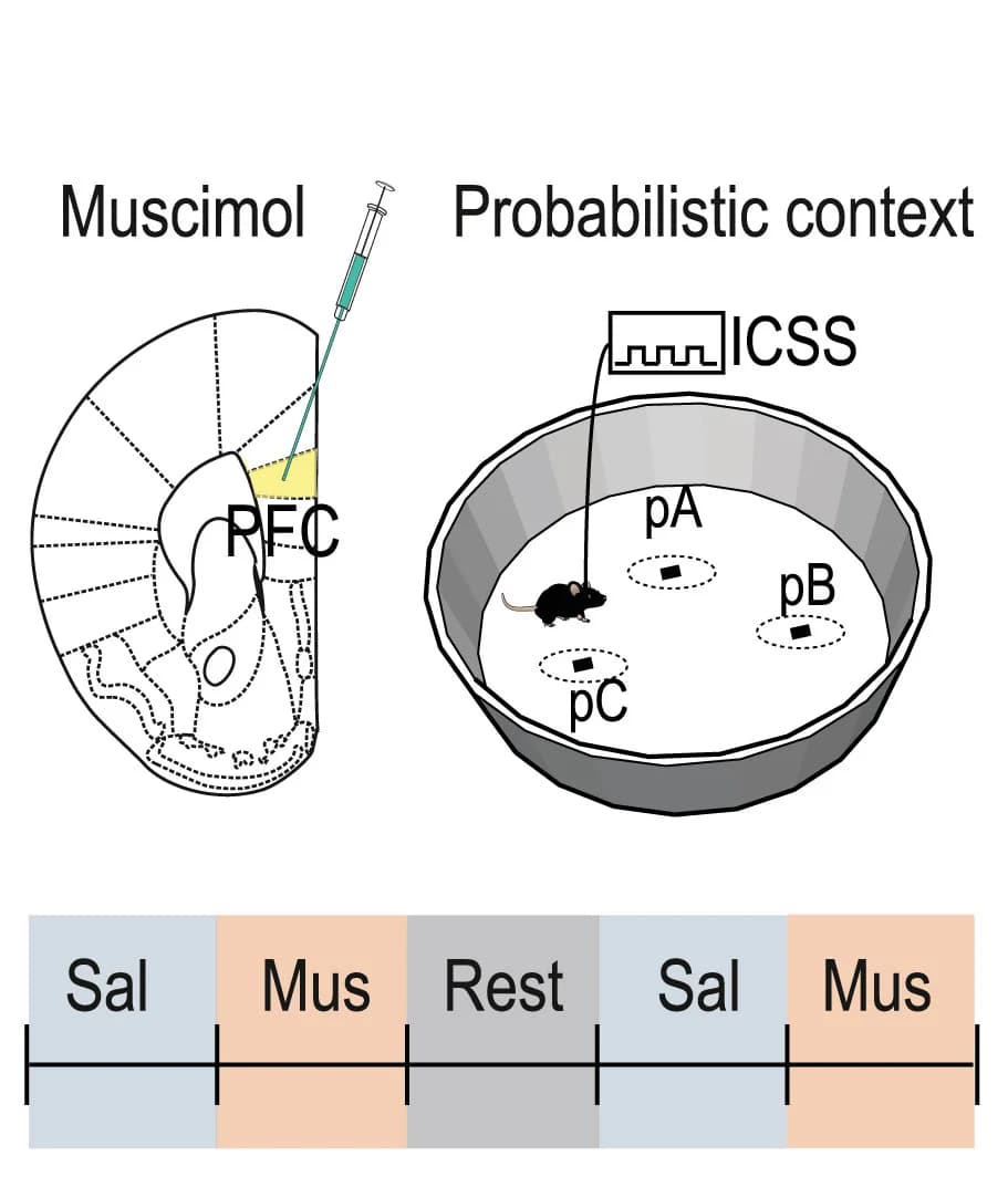 Open access visualization of Illustration, Workflow, PFC Inactivation, Muscimol Infusion, Saline Infusion