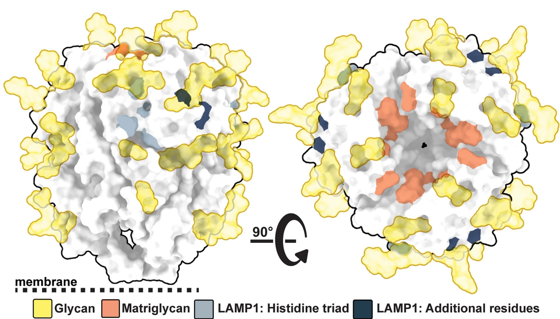 Open access visualization of Protein Structure, Glycans, Matriglycan Binding, LAMP-1 Binding, Histidine Triad