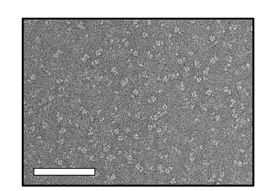 Open access visualization of Microscopy, Negative Stain EM, LIV GPC-I53-50A, 2D Class Averages, GPC