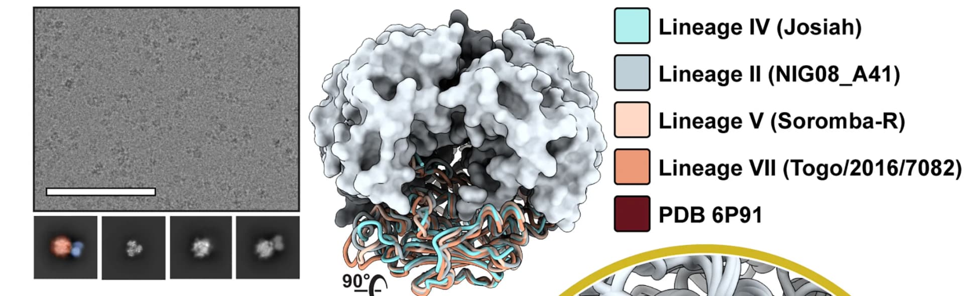 Open access visualization of Protein Structure, Microscopy, Micrograph, Ligand-Free GPC-I53-50A, 2D Classes