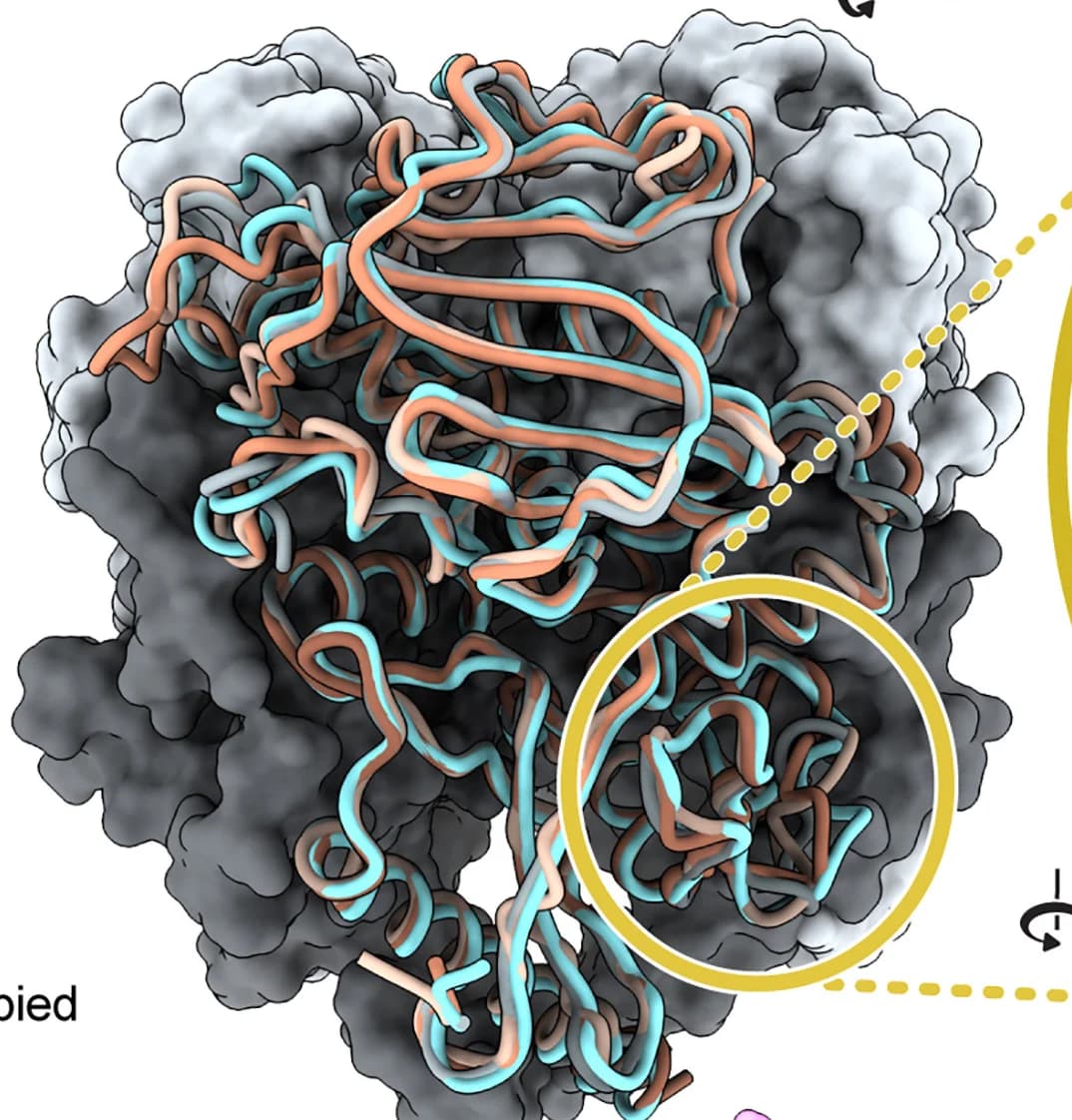 Open access visualization of Protein Structure, Atomic Models, LASV GPC Structures