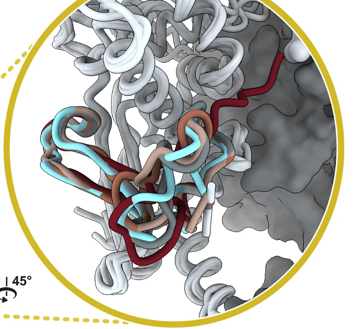 Open access visualization of Protein Structure, Fusion Peptides, LASV GPC Structures, PDB, LIV GPC