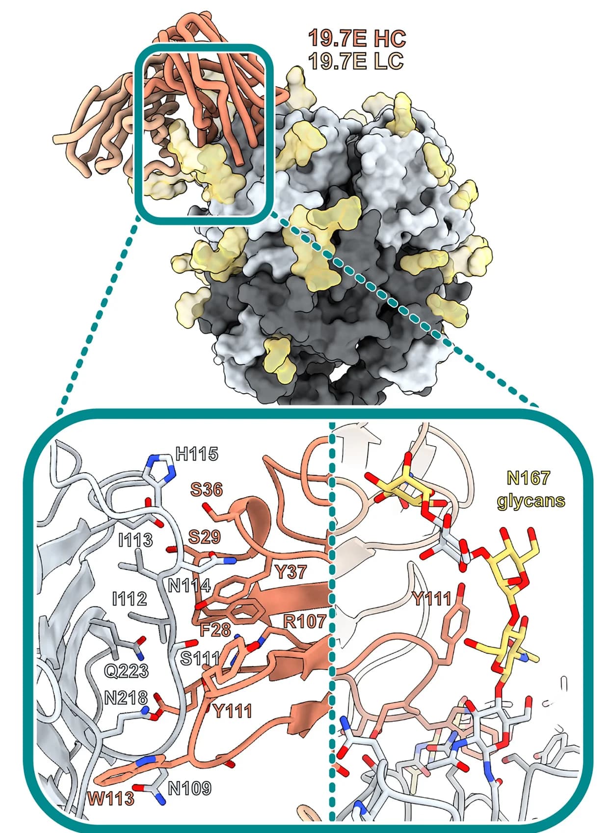 Open access visualization of Protein Structure, Chemical Structure, Atomic Model, Cryo-EM, Glycoprotein complex
